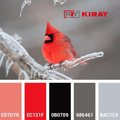 Kıray — Marka Kimliği · Ambalaj · Basılı Medya